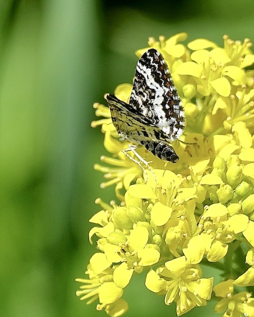 small argent & sable